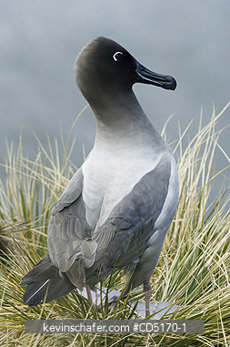 ALBATROSS: Light-mantled Sooty Albatross (Phoebetria palpebrata) South Georgia Is.