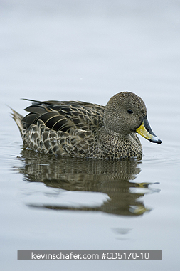 DUCK: South Georgia Pintail (Anas georgica georgica)  Cooper Bay, South Georgia
