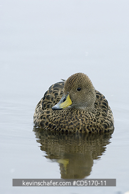 DUCK: South Georgia Pintail (Anas georgica georgica)  Cooper Bay, South Georgia