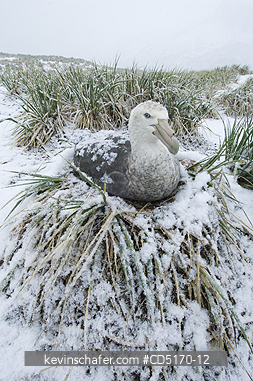 PETRELS: Southern Giant Petrel (Macronectes giganteus)
Nesting in snow, DECEMBER, South Georgia Island, South Atlantic Ocean