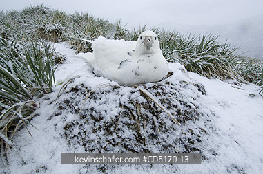 PETRELS: Southern Giant Petrel (Macronectes giganteus)
Nesting in snow, DECEMBER, South Georgia Island, South Atlantic Ocean