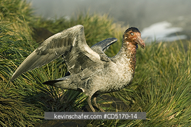 PETRELS: Northern Giant Petrel (Macronectes halli) Head covered with blood, South Georgia