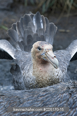 PETRELS: Southern Giant Petrel (Macronectes giganteus)
feeding on Fur Seal Carcass, South Georgia Island, South Atlantic Ocean