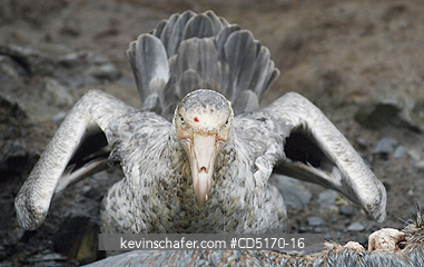 PETRELS: Southern Giant Petrel (Macronectes giganteus)
feeding on Fur Seal Carcass, South Georgia Island, South Atlantic Ocean