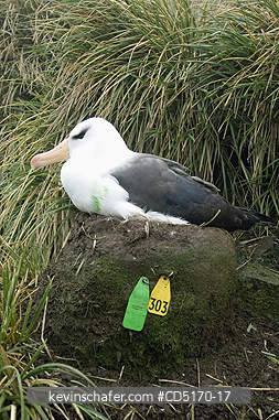 ALBATROSS: Black-browed Albatross (Diomedea melanophris) Research animal on nest with ID tags, South Georgia, Bird Island.