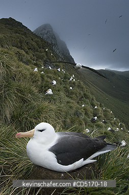 ALBATROSS: Black-browed Albatross on nest (Diomedea melanophris)  Bird Island, South Georgia