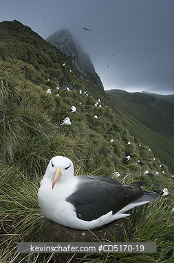 ALBATROSS: Black-browed Albatross on nest (Diomedea melanophris)  Bird Island, South Georgia