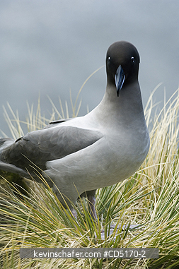 ALBATROSS: Light-mantled Sooty Albatross (Phoebetria palpebrata) South Georgia Is.