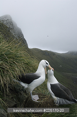 ALBATROSS: Black-browed Albatross two courting, (Diomedea melanophris), Bird Island, South Georgia