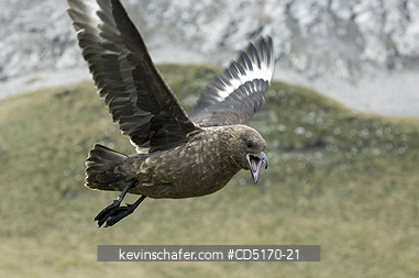 SKUA: Brown Skua hovering and giving warning call, South Georgia Island, South Atlantic Ocean