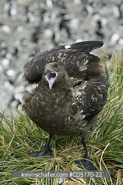 SKUA: Brown Skua ( Catharacta skua lonnbergi)  Warning Call, South Georgia Island.