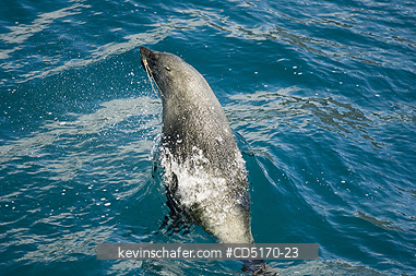 SEALS: Antarctic Fur Seal (Arctocephalus gazella) Porpoising at sea, South Georgia Is.