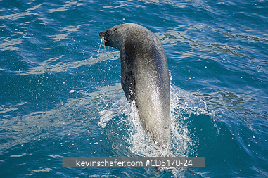 SEALS: Antarctic Fur Seal (Arctocephalus gazella) Porpoising at sea, South Georgia Is.