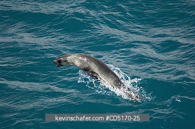 SEALS: Antarctic Fur Seal (Arctocephalus gazella) Porpoising at sea, South Georgia Is.