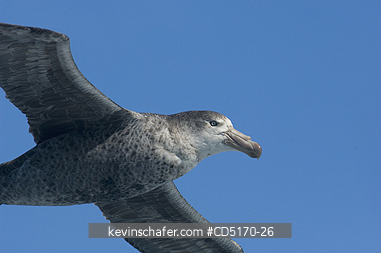 PETRELS: Northern Giant Petrel (Macronectes halli)  Scotia Sea