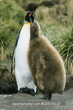 PENGUINS, KING: King Penguin and begging chick, (Aptenodytes patagonicus), South Georgia Island