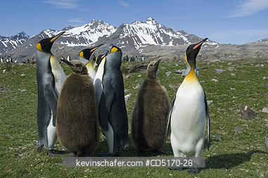 PENGUIN, KING: King Penguins and chicks (Aptenodytes patagonicus)  Fortuna Bay, South Georgia Island, South Atlantic Ocean