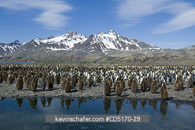 PENGUIN, KING: King Penguins and chicks (Aptenodytes patagonicus)  Fortuna Bay, South Georgia Island, South Atlantic Ocean