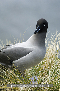 ALBATROSS: Light-mantled Sooty Albatross (Phoebetria palpebrata) South Georgia Is.