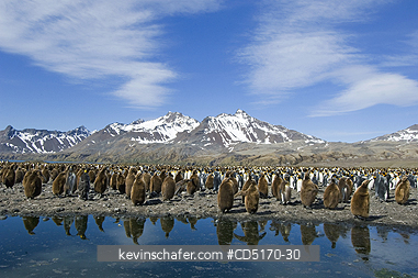 PENGUIN, KING: King Penguins and chicks (Aptenodytes patagonicus)  Fortuna Bay, South Georgia Island, South Atlantic Ocean