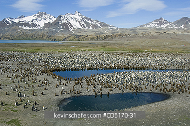 PENGUIN, KING: South Georgia Island, sub-Antarctic, King Penguins (Aptenodytes patagonicus), Fortuna Bay colony