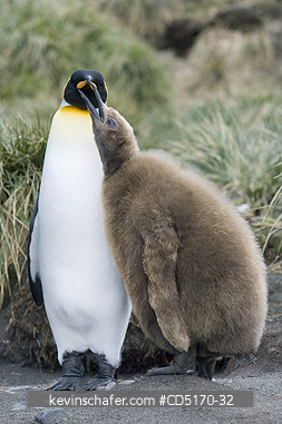 PENGUIN, KING: South Georgia Island, sub-Antarctic, King Penguins (Aptenodytes patagonicus) begging chick, Cooper Bay colony
