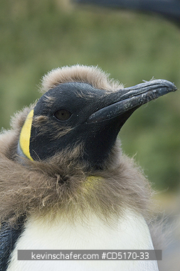 PENGUIN, KING: South Georgia Island, sub-Antarctic, King Penguins (Aptenodytes patagonicus) adult molting down feathers, Cooper Bay colony