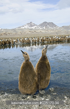 PENGUINS, KING: South Georgia Island, sub-Antarctic, King Penguin Chicks (Aptenodytes patagonicus), Fortuna Bay colony