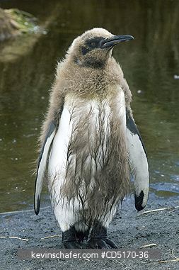 PENGUIN, KING: South Georgia Island, sub-Antarctic, King Penguins (Aptenodytes patagonicus) adult molting down feathers, Cooper Bay colony