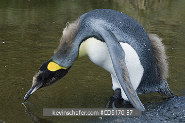 PENGUIN, KING: King Penguin chick drinking (Aptenodytes patagonicus), Molting into adult plumage.