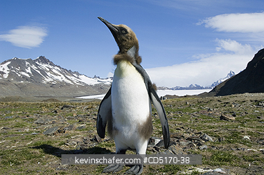 PENGUINS, KING: King Penguin chick (Aptenodytes patagonicus) with down still visible, South Georgia Island, South Atlantic Ocean