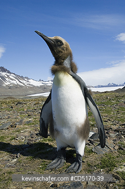 PENGUINS, KING: King Penguin chick (Aptenodytes patagonicus) with down still visible, South Georgia Island, South Atlantic Ocean