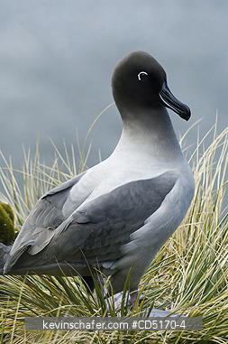 ALBATROSS: Light-mantled Sooty Albatross (Phoebetria palpebrata) South Georgia Is.