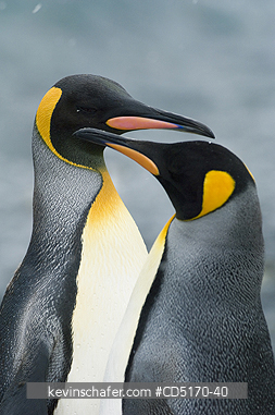 PENGUIN, KING: King Penguins, (Aptenodytes patagonicus) Fortuna Bay, South Georgia Island, South Atlantic Ocean