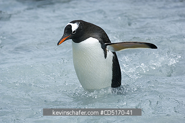 PENGUINS, GENTOO: GENTOO penguin crossing stream, (Pygoscelis papua) Cooper bay, South Georgia Island, South Atlantic Ocean GENTOOS