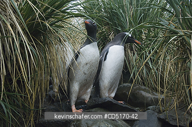PENGUIN, GENTOO: Gentoo Penguins (Pygoscelis papua)  Returning through tussock grass to colony