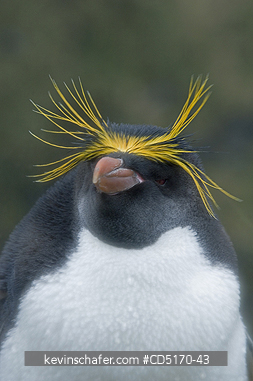PENGUINS, MACARONIS: Macaroni Penguin (Eudyptes chrysolophus)  South Georgia Island