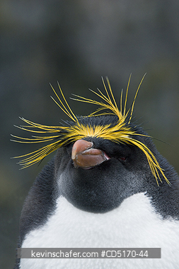 PENGUINS, MACARONIS: Macaroni Penguin (Eudyptes chrysolophus)  South Georgia Island