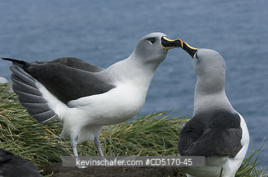ALBATROSS: Grey-headed Albatrosses (Diomedea chrysostoma) Courting pair, South Georgia Island.