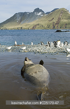 SEALS: Southern Elephant Seal (Mirounga leonina), in shallow water, Cooper Bay, South Georgia Island.