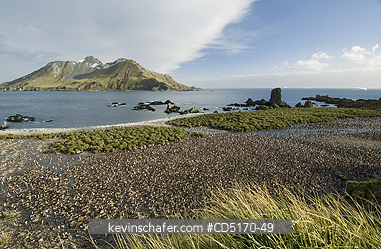 PENGUINS, CHINSTRAPS: Chinstrap penguin colony
(Pygoscelis antarctica)
Cooper bay, South Georgia Island, South Atlantic Ocean