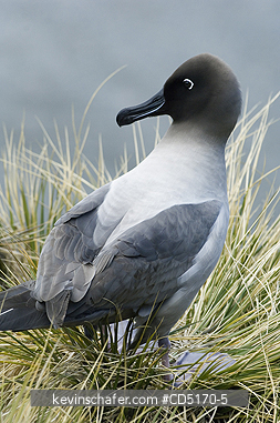 ALBATROSS: Light-mantled Sooty Albatross (Phoebetria palpebrata) South Georgia Is.