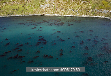 SOUTH GEORGIA ISLAND: Kelp in Bay, South Georgia Island
