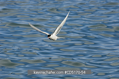 TERNS: Antarctic Tern (Sterna vittata) one in flight, Cooper Bay, South Georgia Island.