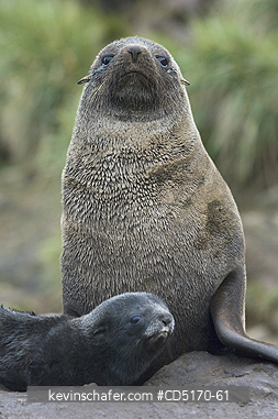 SEALS, ANTARCTIC FUR: Antarctic Fur Seal - female and calf, (Arctocephalus gazella), South Georgia Island, South Atlantic Ocean
