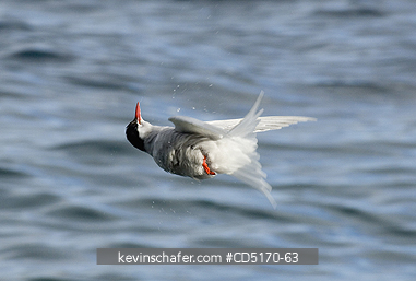 TERNS: Antarctic Tern (Sterna vittata) possibly scratching while in flight, Cooper Bay, South Georgia Island.