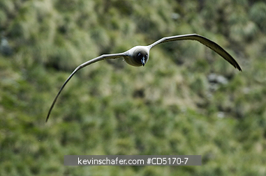 ALBATROSS: Light-mantled Sooty Albatross (Phoebetria palpebrata) in flight, South Georgia Is.
