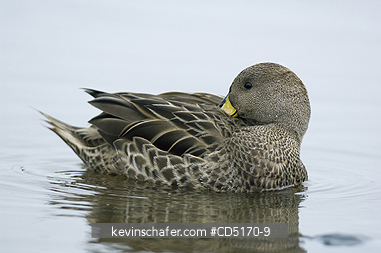 DUCK: South Georgia Pintail (Anas georgica georgica)  Cooper Bay, South Georgia
