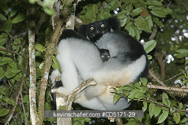 LEMURS: Indri Lemur (Indri indri), WILD, Andasibe-Mantadia National Park, Perinet Reserve, Madagascar, August 2006