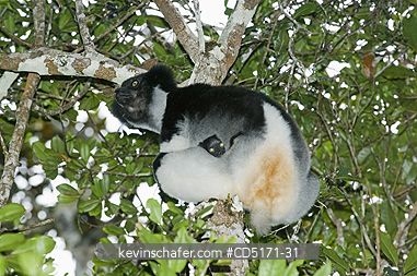 LEMURS: Indri Lemur (Indri indri), WILD, Andasibe-Mantadia National Park, Perinet Reserve, Madagascar, August 2006